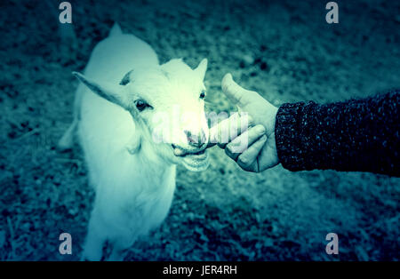 Fondling a goat on a farm, detail of a mammal, large producer Stock Photo