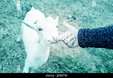 Fondling a goat on a farm, detail of a mammal, large producer Stock Photo
