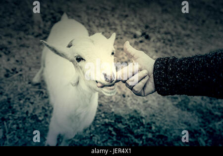 Fondling a goat on a farm, detail of a mammal, large producer Stock Photo
