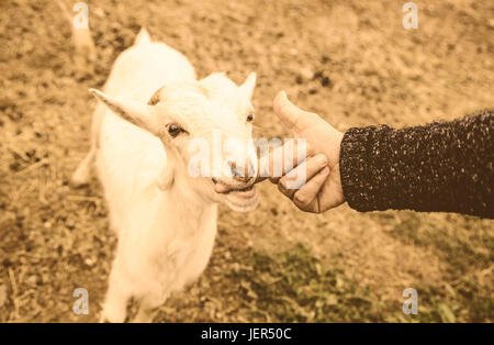 Fondling a goat on a farm, detail of a mammal, large producer Stock Photo