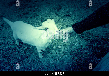 Fondling a goat on a farm, detail of a mammal, large producer Stock Photo