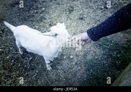 Fondling a goat on a farm, detail of a mammal, large producer Stock Photo
