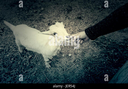 Fondling a goat on a farm, detail of a mammal, large producer Stock Photo