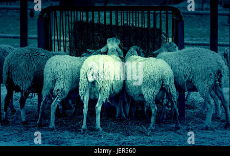 Sheep eating, detail of a sheep eating grass on a farm, wool and meat production Stock Photo