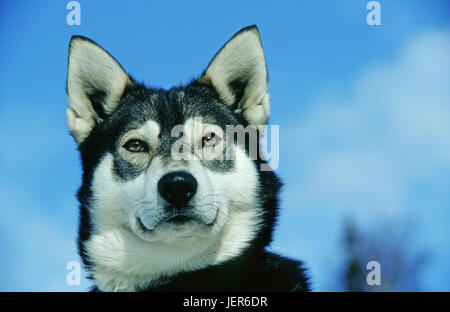 Sledge dog's portrait, Schlittenhundeporträt Stock Photo