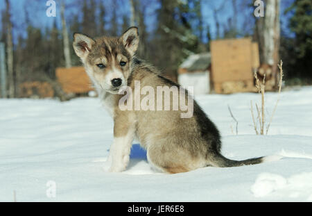 Portrait of a small sledge dog, Porträt eines kleinen Schlittenhundes Stock Photo