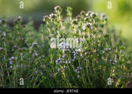 Thymus Flowers Stock Photo