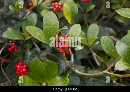 Skimmia japonica shrub with leaves and red berries. Japanese sorbus Stock Photo