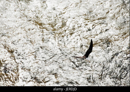 Seagull flying over sea Stock Photo