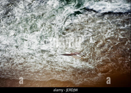 Seagull flying over sea Stock Photo