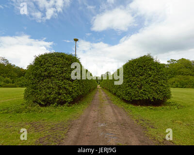 Hedge along dirt road Stock Photo