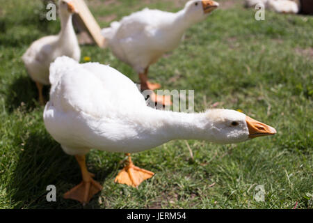 Three white goose close-up in the courtyard in summer Stock Photo