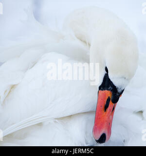 Close-up of swan Stock Photo