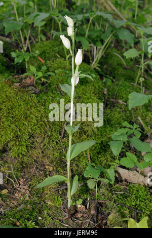 White Helleborine - Cephalanthera damasonium A Woodland Orchid Stock Photo