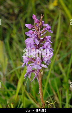 Common Fragrant Orchids - Gymnadenia conopsea in cotswold grassland Stock Photo