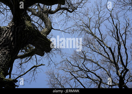 treetops of oaks without leaves in winter Stock Photo