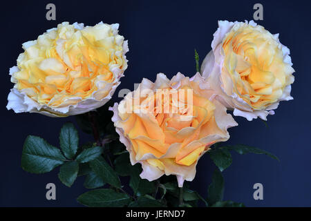 Bunch of fresh cream-colored roses Stock Photo