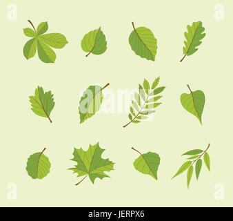 Types of Leaves - modern vector flat design icons set. A big variety from different trees. Use these high quality icons to decorate your postcards, ba Stock Vector