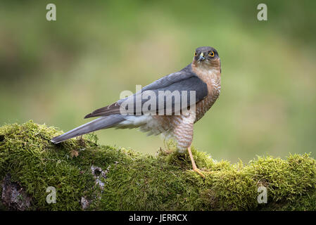 A side portrait of a male sparrowhawk sitting perched on an old log covered in lichen alert and looking forward Stock Photo