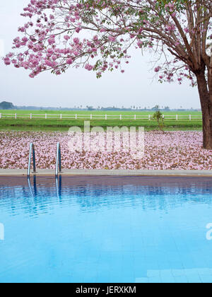 Outdoor swimming pool with pink trumpet tree flower(Tabebuia rosea) and farmland on backside. Stock Photo