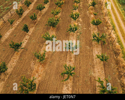 Aerial view of orchard with apple trees during sunset. The fields are ...