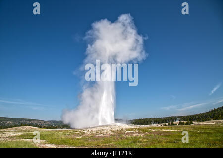 Old Faithful Geyser Eruption in Yellowstone National Park Stock Photo