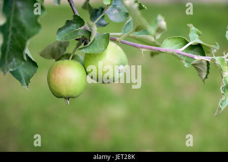 Two green apples on a branch in a garden Stock Photo