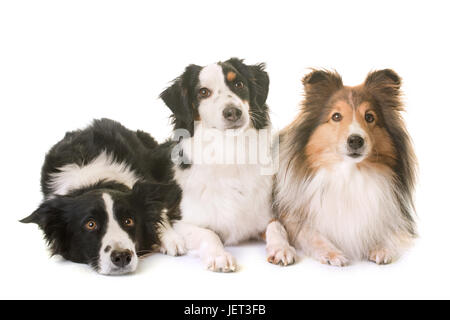 three dogs in front of white background Stock Photo