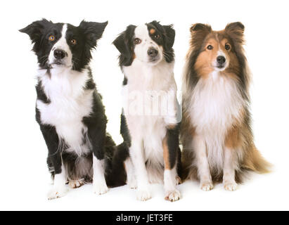 three dogs in front of white background Stock Photo