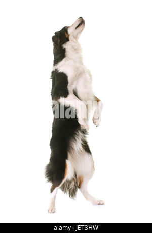 miniature american shepherd standing up in front of white background Stock Photo