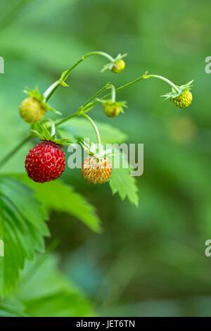 Wild forest strawberries Stock Photo - Alamy