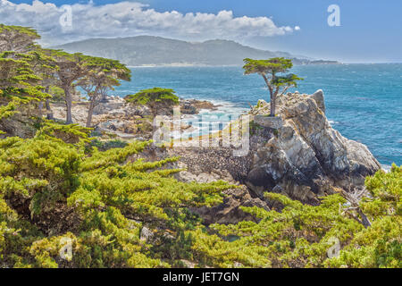 The Lone Cypress at 17 Miles Drive at Highway 1 in California Stock Photo