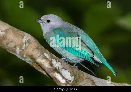 Birds from Panama Blue Grey Tanager Stock Photo