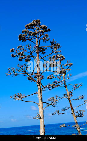 agave type of plant, sardinia, italy Stock Photo