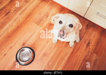 The dog in front of the empty bowl. Hungry labrador retriever waiting for feeding in the kitchen. - selective focus Stock Photo