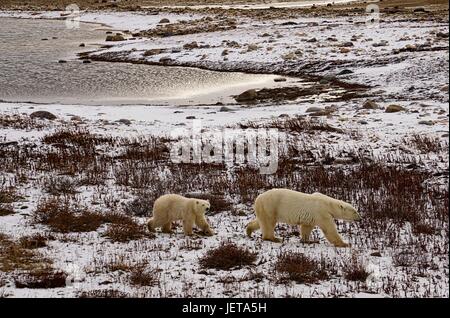 Mother Polar Bear and cub walking across tundra Stock Photo