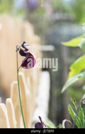 Lathyrus odoratus.  Sweet pea flowers growing against a handmade wooden fence at RHS Harlow Carr gardens. Harrogate, England Stock Photo
