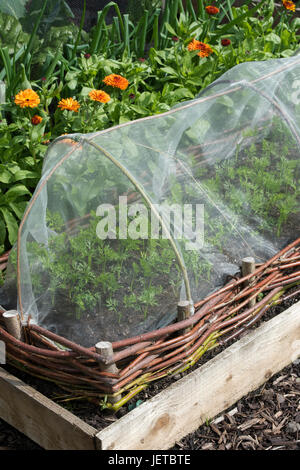 Young carrot plants under a fine mesh tunnel cloche in a raised vegetable bed. RHS Harlow Carr, Harrogate, England Stock Photo