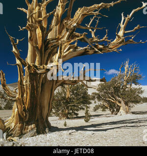 The USA, California, White Mountains, Acient Bristlecone Pine Forest, long-lasting pines, Pinus longaeva, North America, mountain landscape, mountain desert, plants, trees, jaw plants, old, gnarledly, weirdly, deadly, nature, nature phenomenon, attraction, place of interest, destination, tourism, Stock Photo
