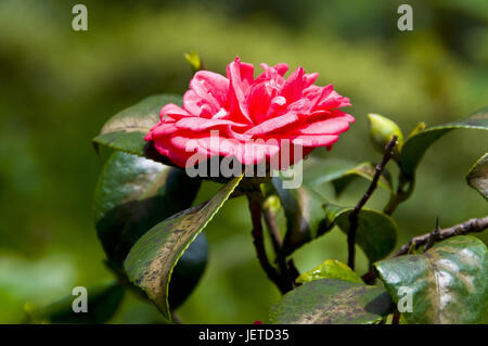 Botanical garden, flowerage on Madeira, Funchal, Portugal, Stock Photo