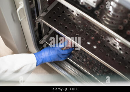 Cell culture plate in incubator in a biomedical biotechnology ...