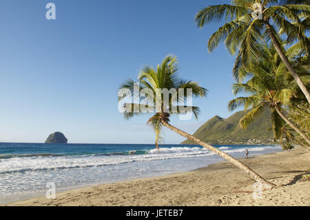 Martinique, sandy beach and palm, Stock Photo