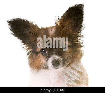 puppy papillon dog in front white background Stock Photo