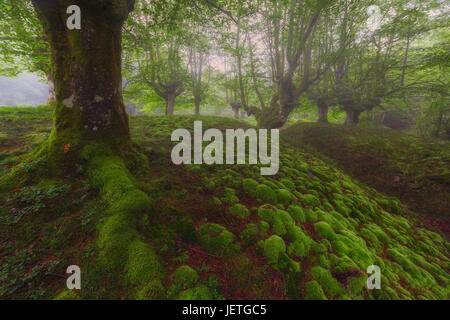 Green bubbles in a foggy forest Stock Photo