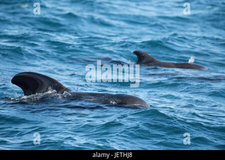 Two Short-finned pilot whales, Globicephala macrorhynchus, surfacing, showing dorsal fin, Island of Madeira, North Atlantic Ocean Stock Photo