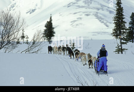 Dog sledge team, Alaska, Hundeschlittenteam - Alaska Stock Photo