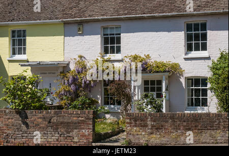 Old picturesque cottage with Wisteria Creeper Tree growing over the door and windows, Christchurch, Dorset, England, UK Stock Photo