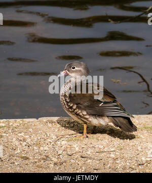 Mandarin Duck, female (Aix galericulata) standing on ground by the side of Eyeworth Pond in The New Forest, Hampshire, England, United Kingdom Stock Photo