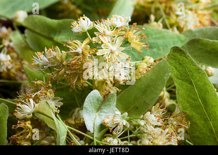 Close-up view of a stack of fresh linden blossom herb. Aromatic and useful healthy herbal tea. Stock Photo