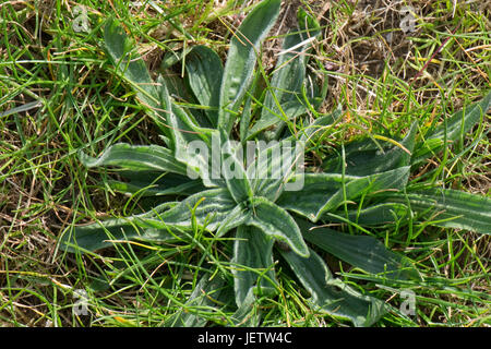 Ribwort plantain, Plantago lanceolata, leaf rosettes in weedy rough lawn grass, Berkshire, April